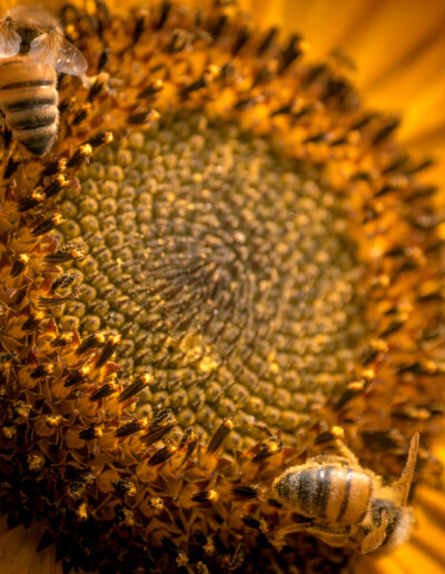 Fuzzy Bees